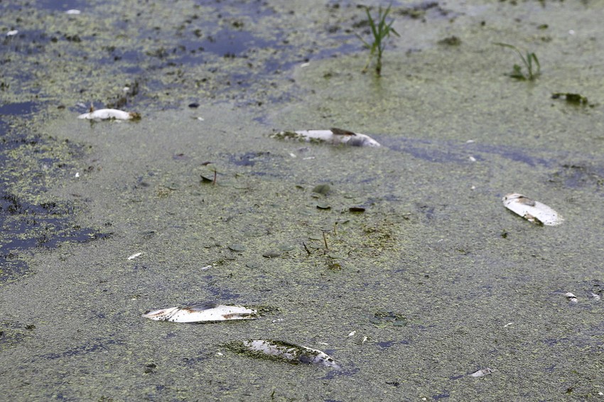 Sumnja se da je ribu neko prodavao na pijaci