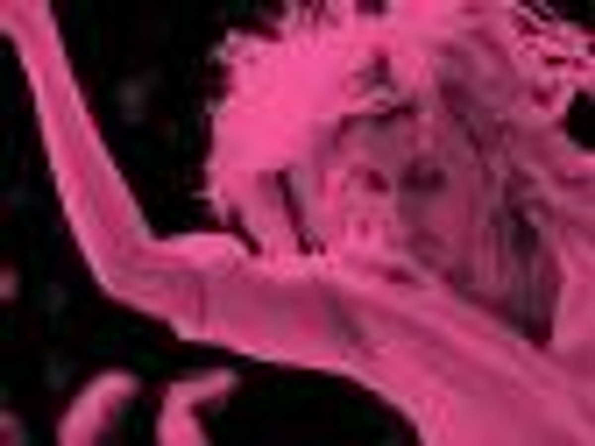 "Frances Ha" - recenzja
