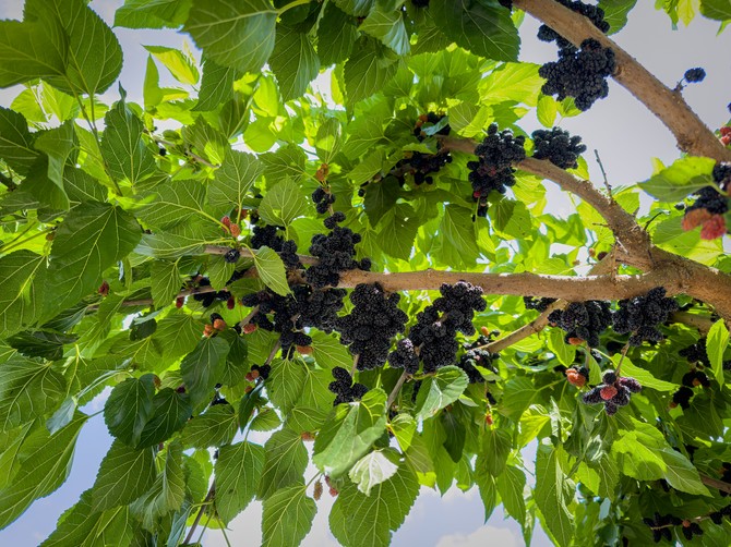 Svi su ga brali kao deca, a danas ga zaboravljamo: Ovo voće je prava riznica zdravlja