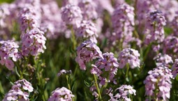 Ten kwiat urośnie nawet na nieurodzajnej glebie i żwirze. Zobacz galerię zdjęć