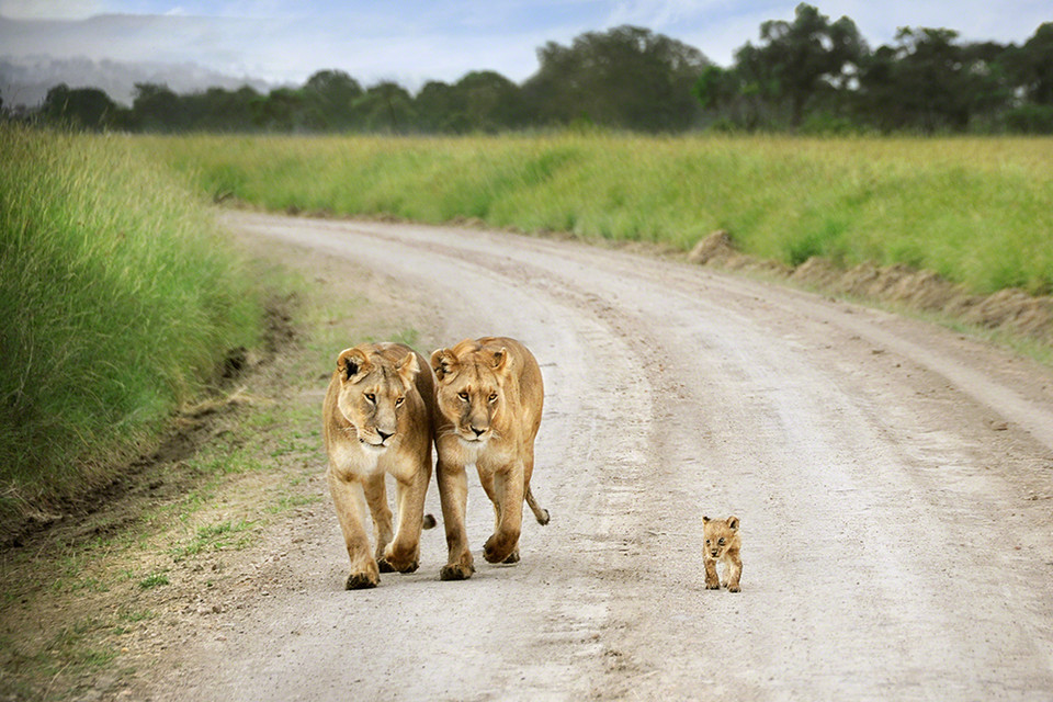 wyróżnienie w kategorii One Shot, Extraordinary: David Lazar, Australia - Masai Mara, Kenia