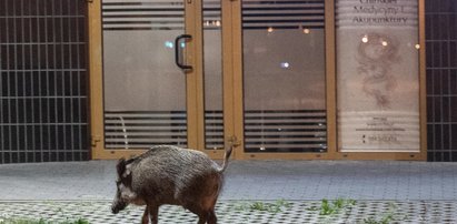 Fatalny błąd podczas polowania. Pomylił kolegę z dzikiem!