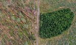 Trąba powietrzna w Borach Tucholskich. Ogrom zniszczeń po przejściu nawałnicy