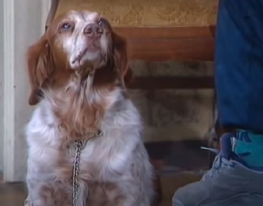 Pas Sima iz Srećnih ljudi