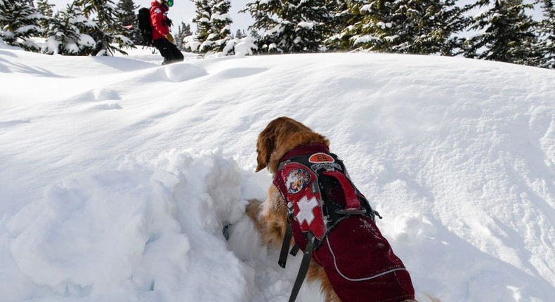 A rescue team dog, like this one, found the skier over two hours after the avalanche occurred.AAron Ontiveroz/MediaNews Group/The Denver Post via Getty Images