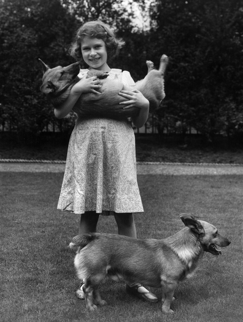 Wielka Brytania: zmarł pies królowej Elżbiety II - Vulcan rasy dorgi