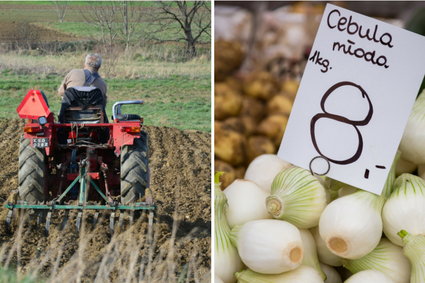 Polska cebulą stoi. Jesteśmy europejskim potentatem