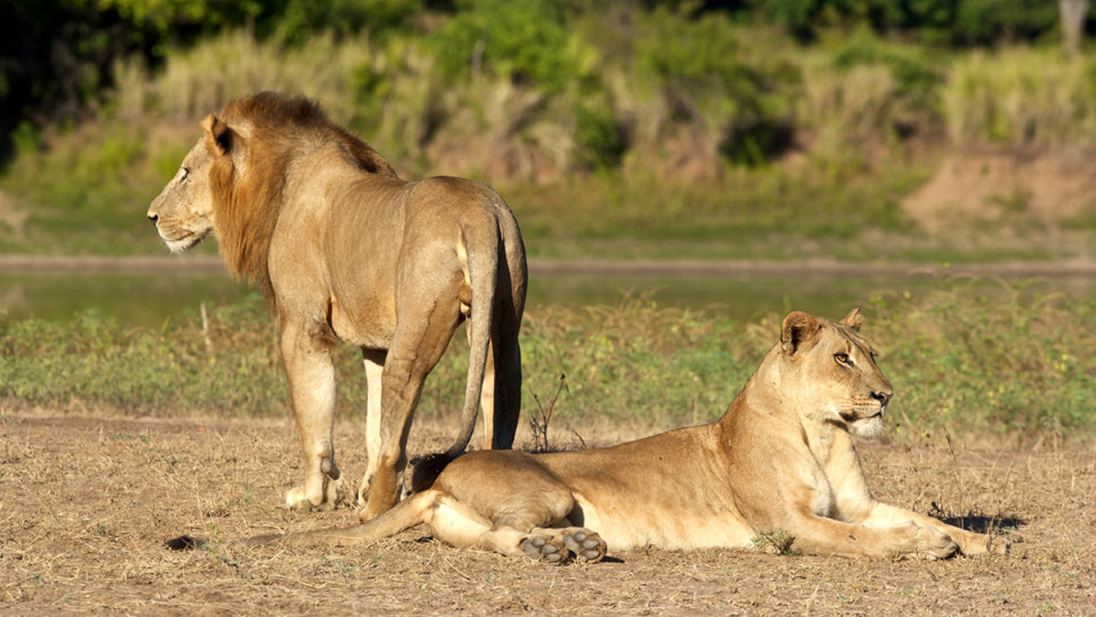 Kłusownik został zabity i zjedzony przez stado lwów w prywatnym rezerwacie w Republice Południowej Afryki.
