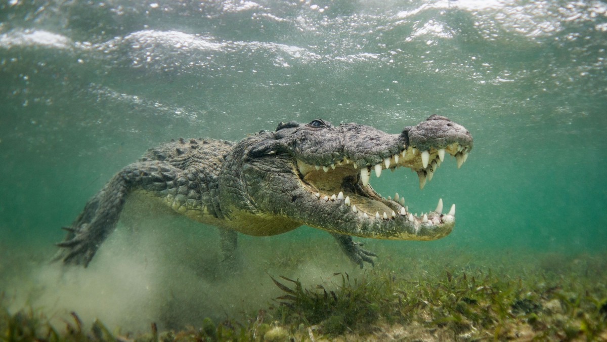 Crocodiles Close Up 