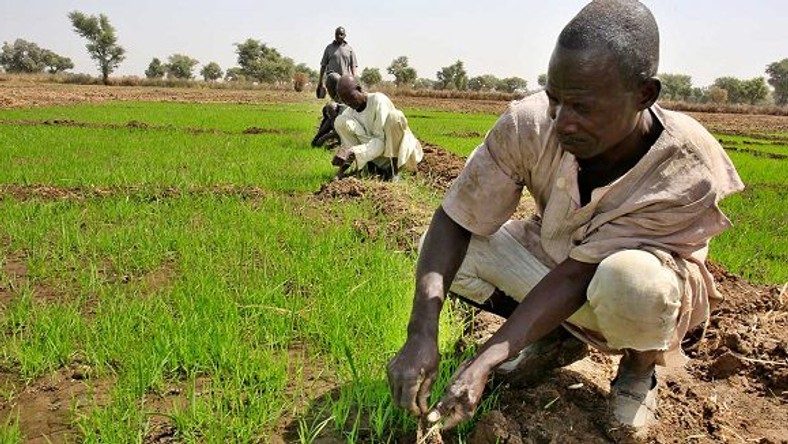 CBN's Anchor Borrowers Programme and Nigeria's march towards economic diversification [ARTICLE] - Vimarsana News