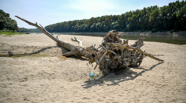 Fatörzs a Tisza alacsony vízállása miatt kialakult homokpadon, a kiskörei vízlépcsőnél 2019. augusztus 29-én. / MTI/Czeglédi Zsolt