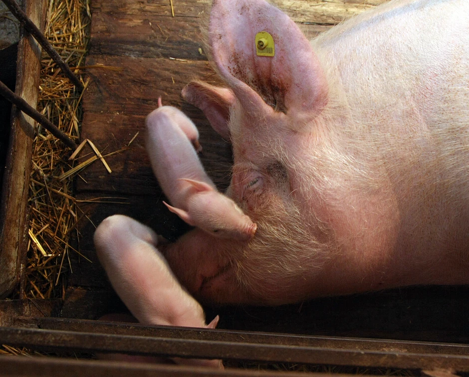 Svinje