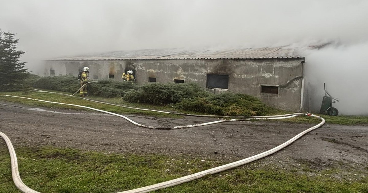 Makabryczny pożar we Wrzosach. Tysiące zwierząt spłonęło
