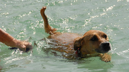 Vízre, kutya!