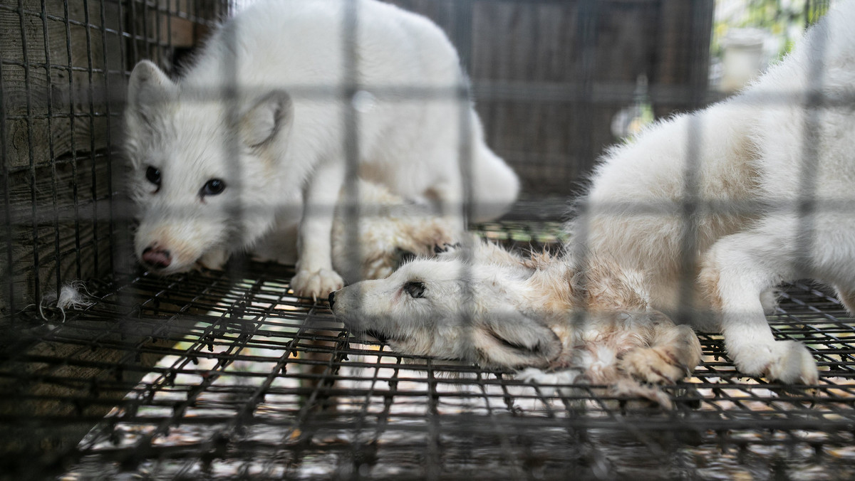 Aktywiści chcą zakazu hodowli zwierząt na futra. Nowy projekt ustawy