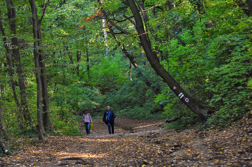 Šetnje Fruškom gorom