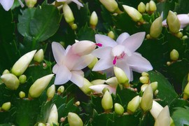 Ovo je NAJLEPŠI KAKTUS bez bodlji! Raskošno cveta pred BOŽIĆ, a ovako se neguje da i dogodine cveta kao lud