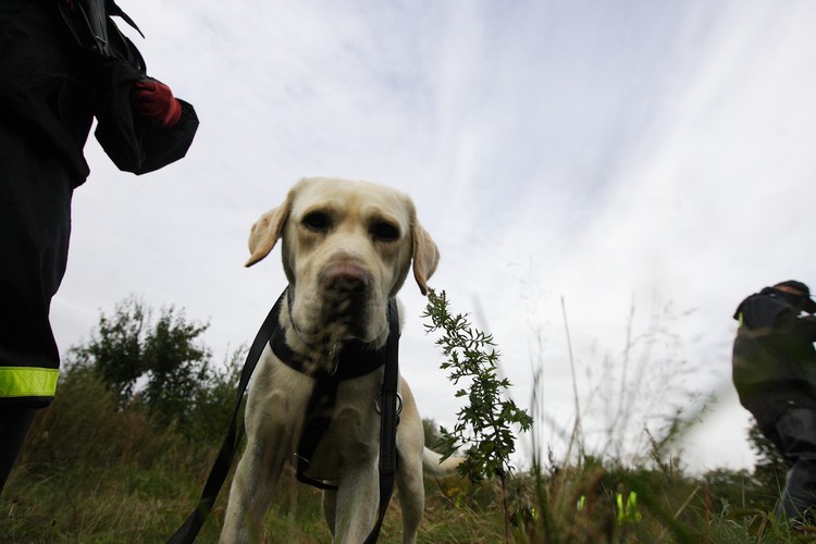 Poszukiwania Iwony Wieczorek. Akcja policji w Trójmieście