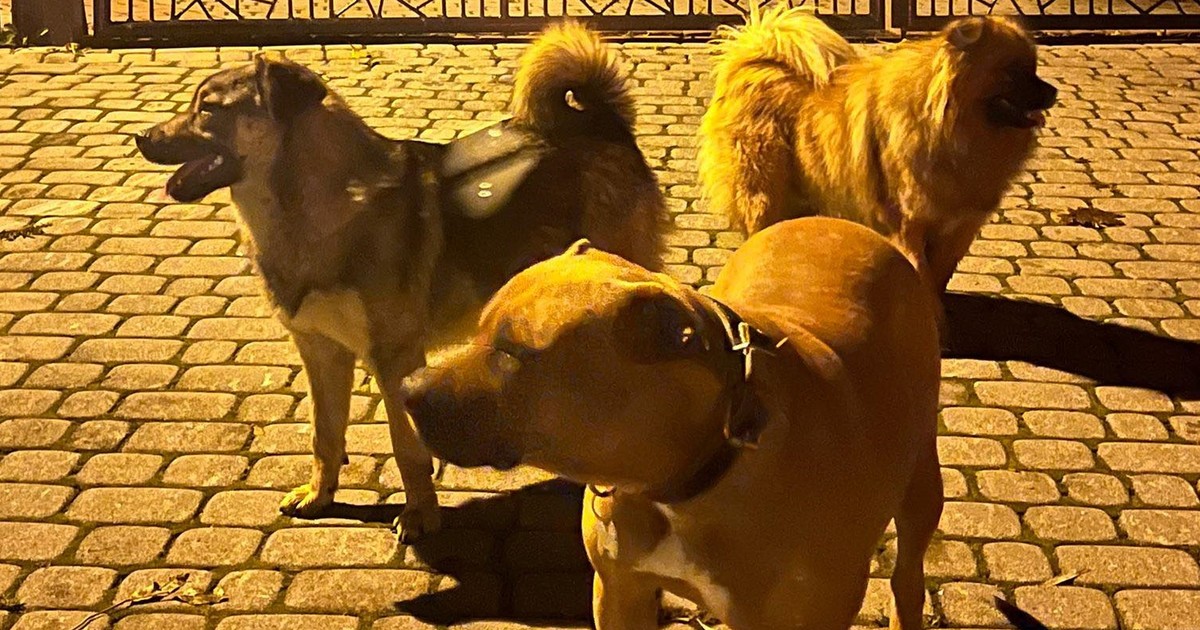 Policja pokazała zdjęcie psów i pilnie apeluje. Powód jest poważny