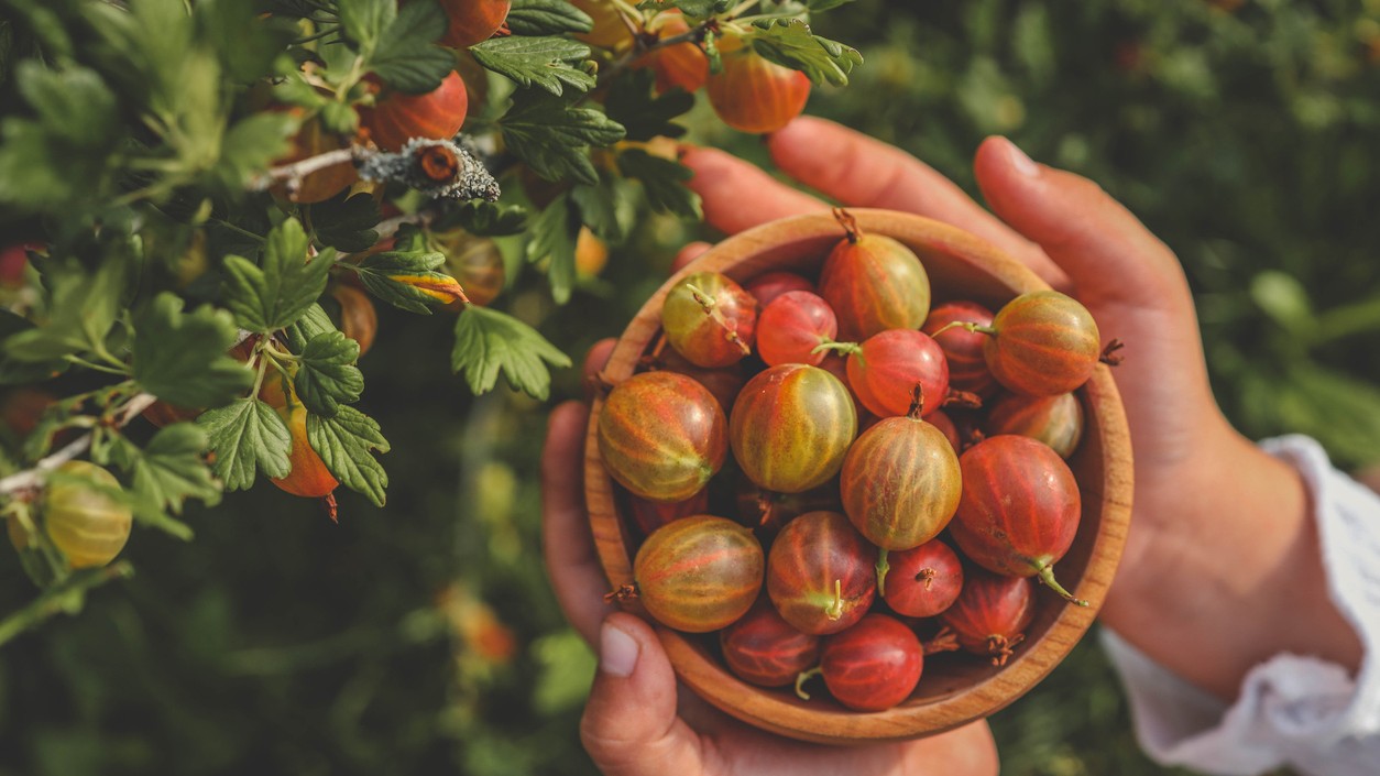 Egreše ako z rozprávky.