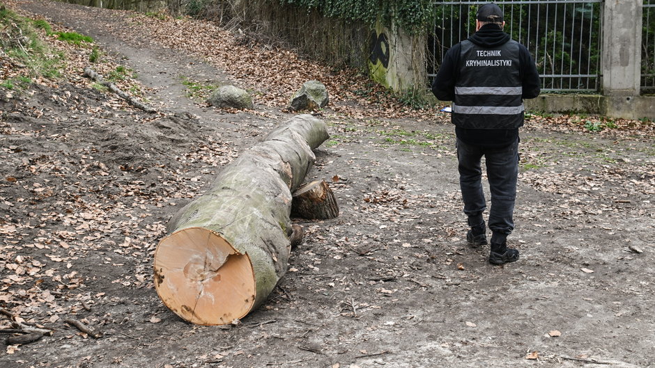 W Szczecinie pień drzewa przygniótł grupę przedszkolaków