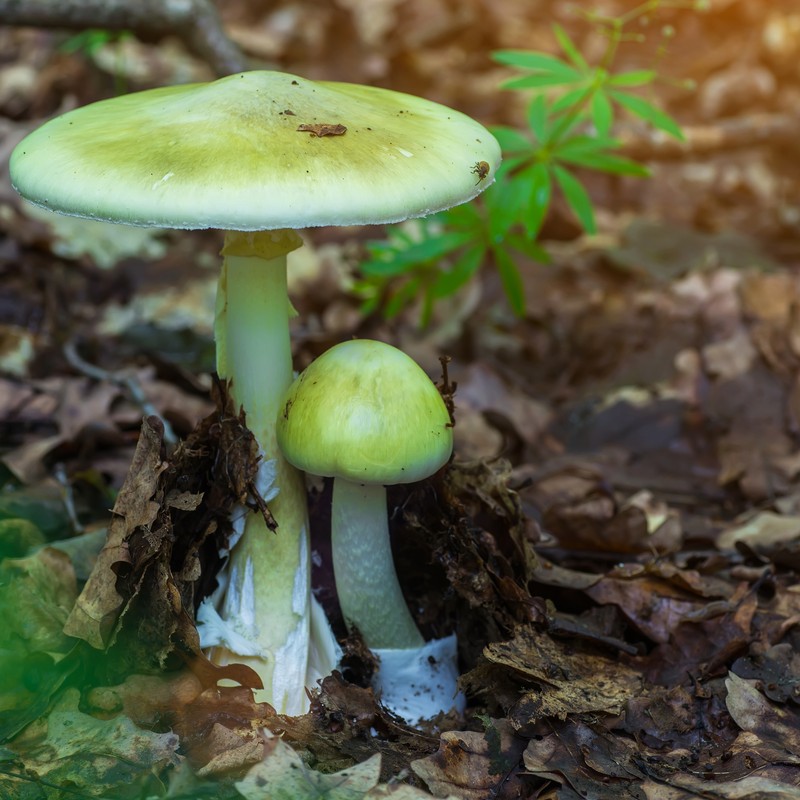 Muchomor sromotnikowy - objawy zatrucia i leczenie