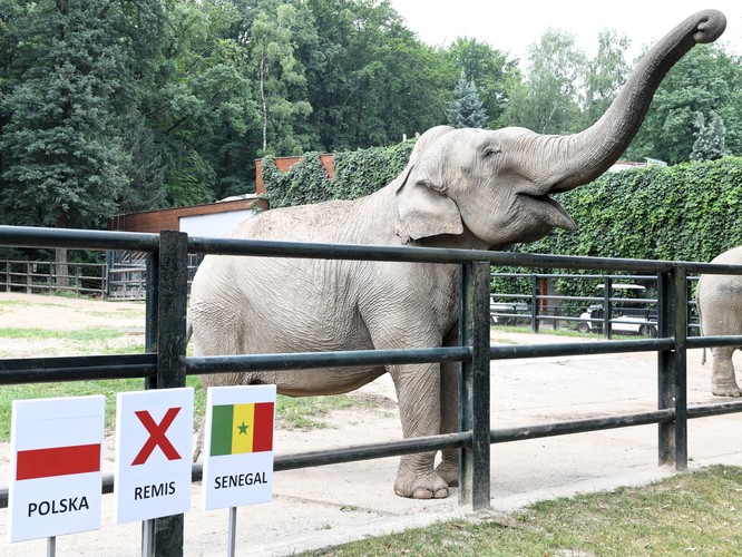 Słonica Citta w ogrodzie zoologicznym w Krakowie typuje wynik meczu Polska-Senegal