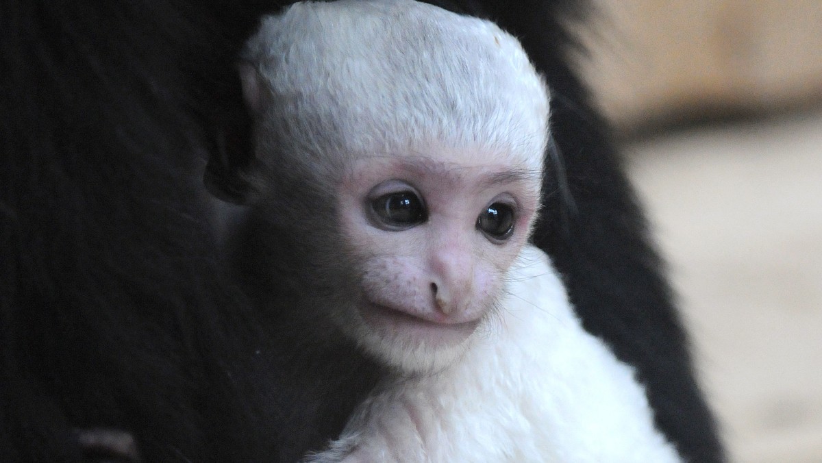 GDAŃSK ZOO OLIWA NARODZINY GEREZY