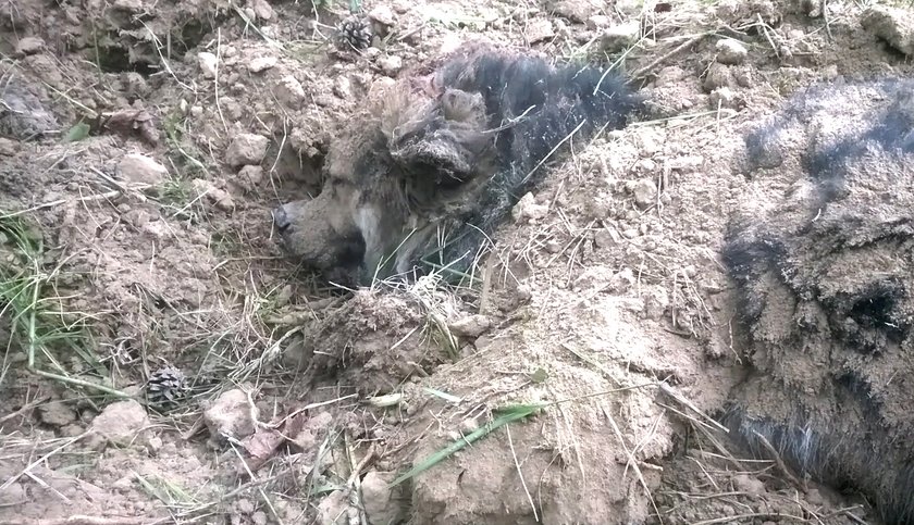 Policjant przygarnął psa, którego uratował przed śmiercią