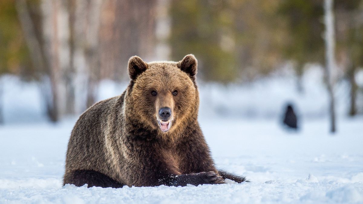 Syberyjskie niedźwiedzie nie mogą hibernować. Eksperci wskazują przyczynę