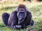 Cross River gorillas will boost local tourism if protected - Wild Africa Fund