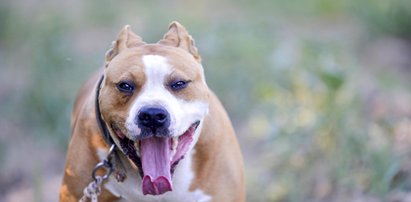 Horror na ulicy. Amstaff zaatakował 8-latkę