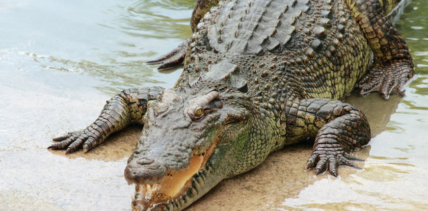 Krokodyl porwał 8-latka na oczach przerażonych rodziców. Wciągnął go na głęboką wodę i tam zabił. Nadal szukają resztek ciała 