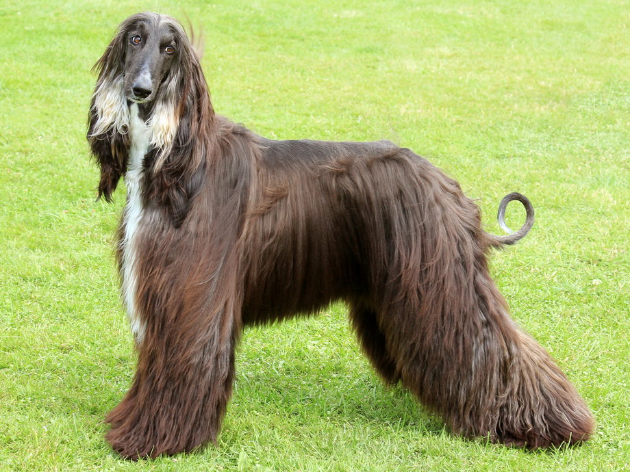 The Afghan hound doesn't care what you want.