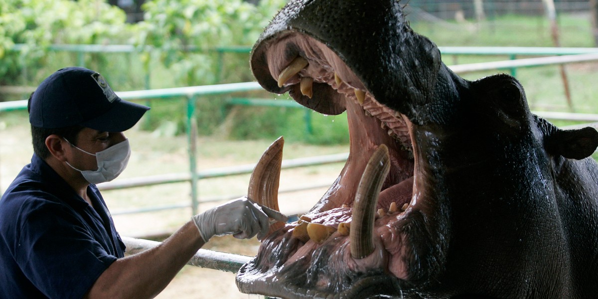 A veterinarian prepares a hippopotamus, known as "Orion," for dental treatment at the Zoo Santa Fe in Medellin, January 27, 2010. The hippo was born in the private Hacienda Napoles ranch that belonged to Pablo Escobar.