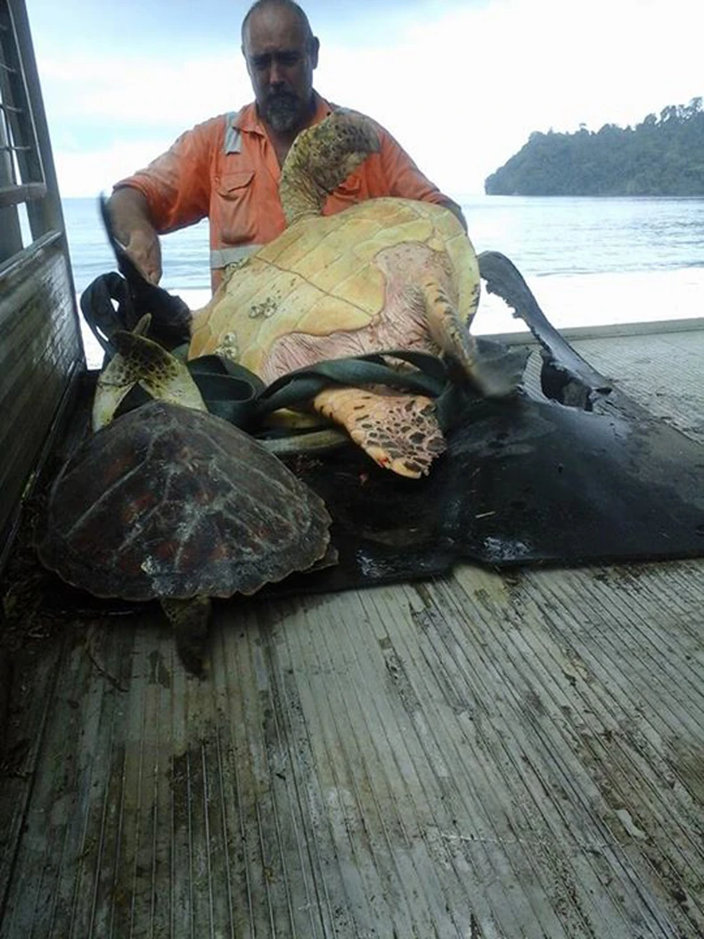 702996_spasilac-kornjaca-foto-facebook-arron-culling