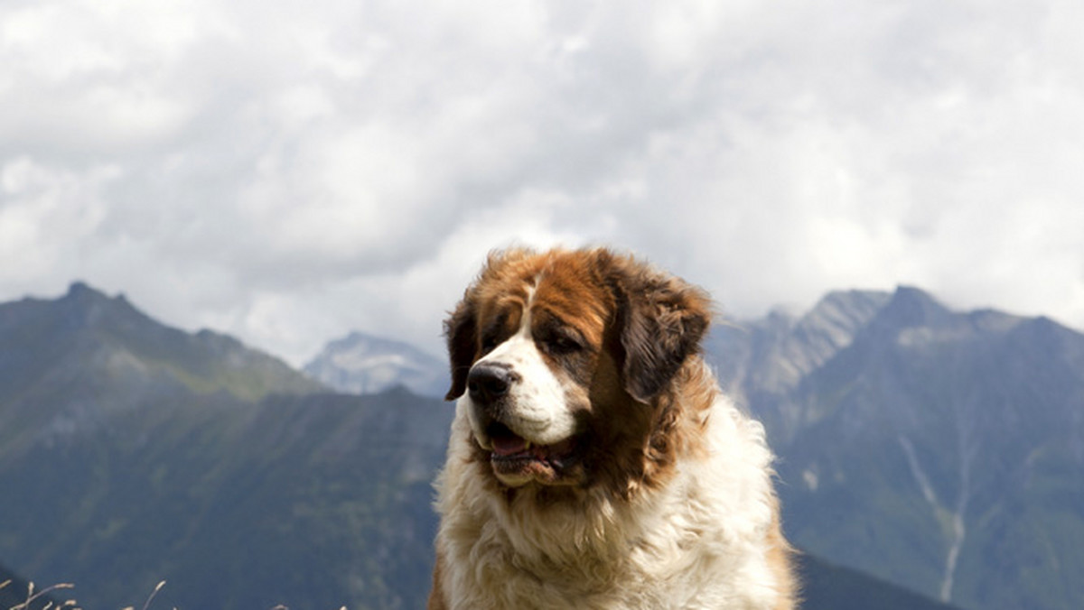 W wiejskich, odludnych regionach kantonów Appenzell i St Gallen w Szwajcarii wciąż okazjonalnie zjada się psy i koty - podał lokalny dziennik Tages Anzeiger.
