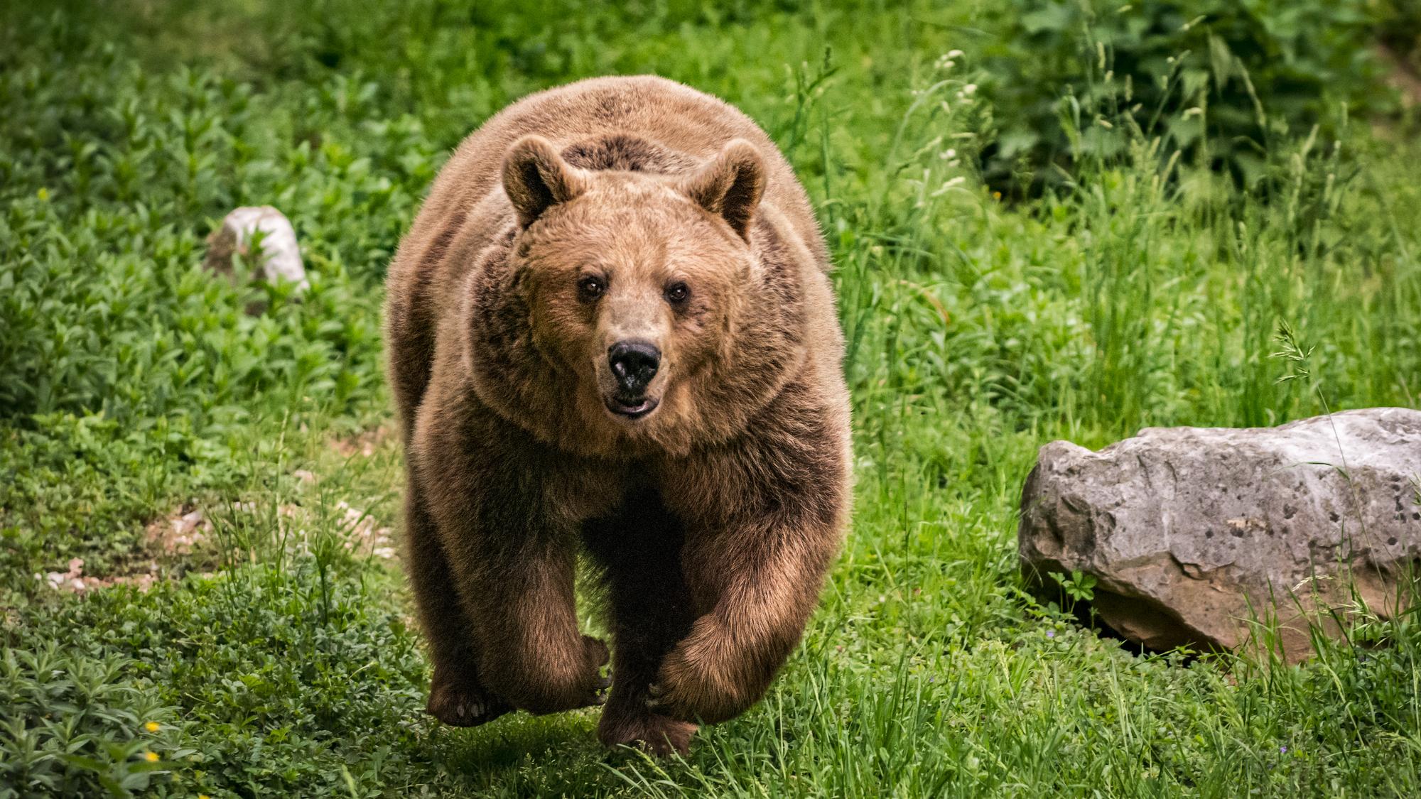 Medveď hnedý (ilustračné foto).
