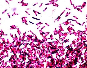 clostridium-bakterium-d000014791adc0e7ff73a