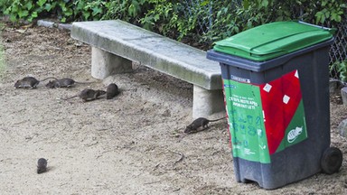 Plaga szczurów w Paryżu. Władze miasta zachęcają mieszkańców do "wspólnego życia" z gryzoniami