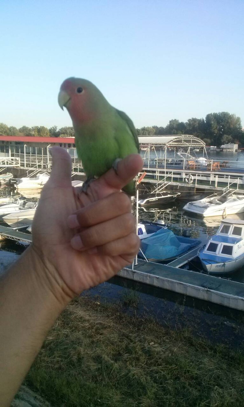 Iz obilaska Savskog keja