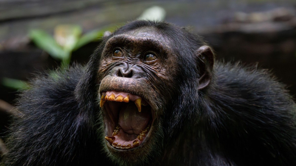 Ilustracija: šimpanza