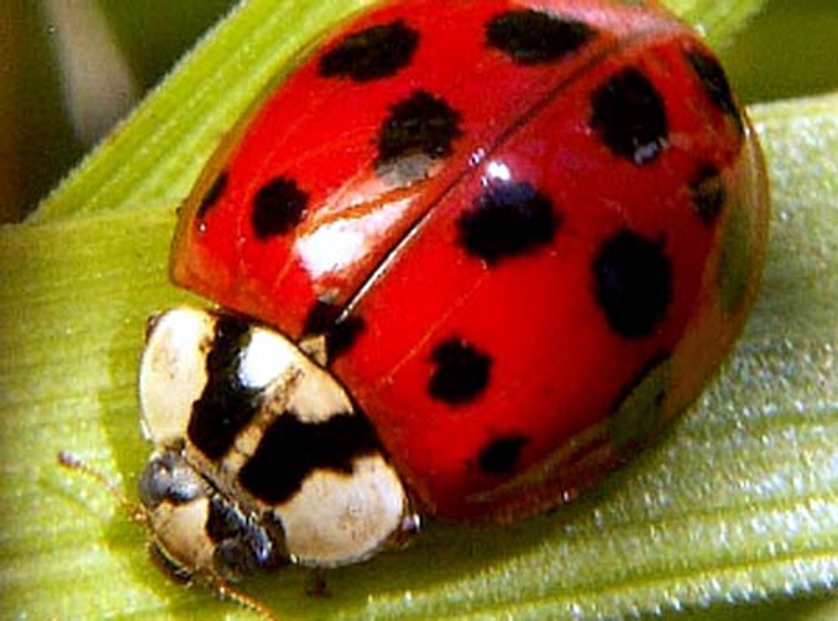 Minister zajmie się groźną biedronką z Azji