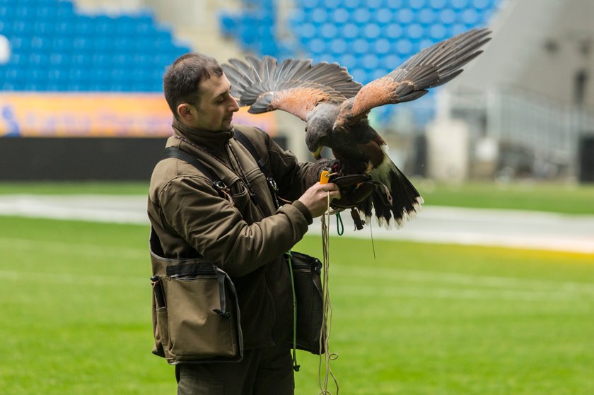 Co sokolnik robi na stadionie?