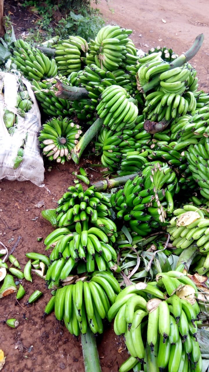 Kirinyaga Man destroys Ksh 200K farm produce because wife wanted to work on Father's Day