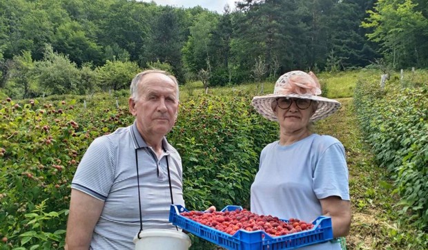 Maline