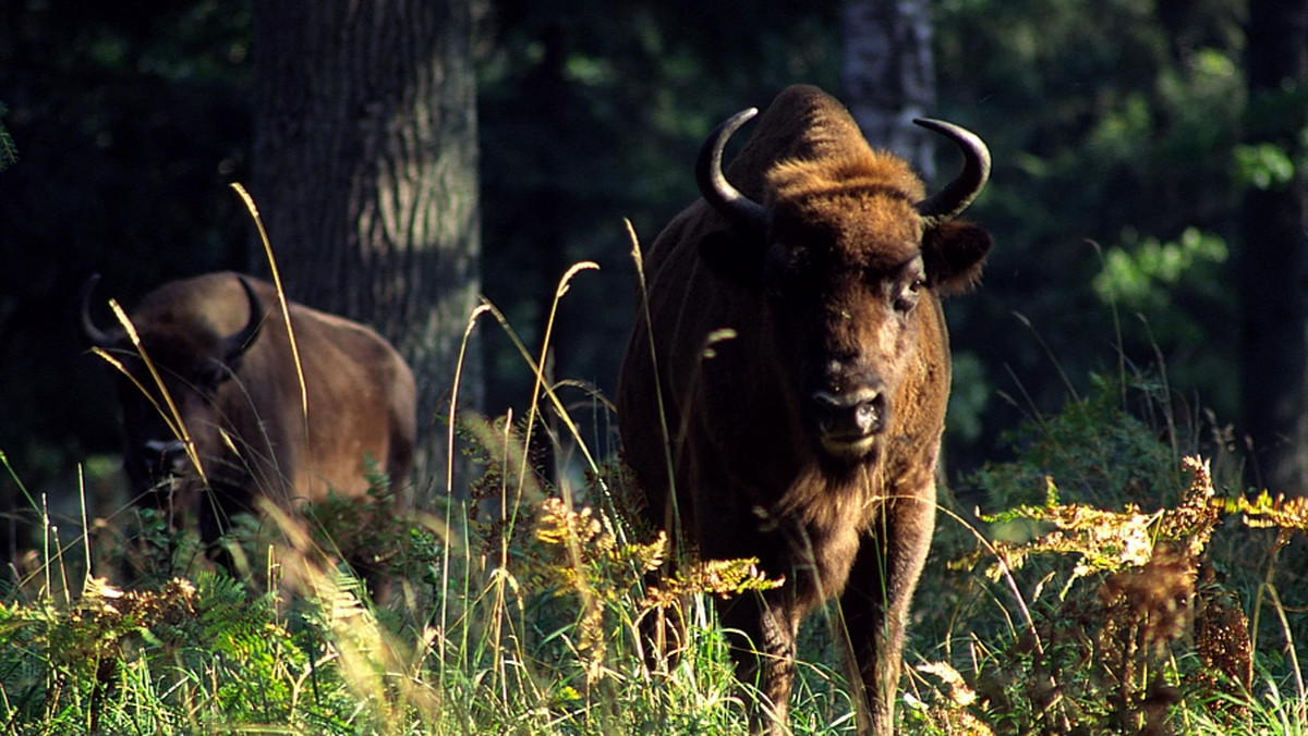 Czternaście żubrów ze stada żyjącego wolno w Puszczy Boreckiej na Mazurach zostanie odstrzelonych - poinformował PAP nadleśniczy Krzysztof Wyrobek.