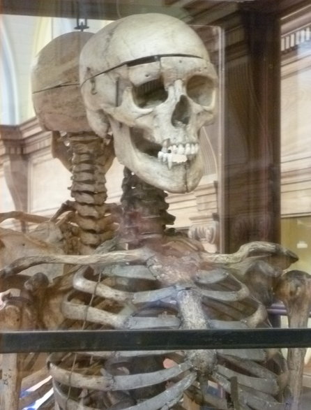 Zachowany szkielet Burke'a