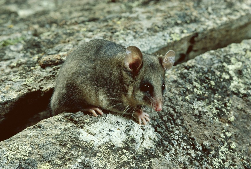Planinski patuljasti oposum