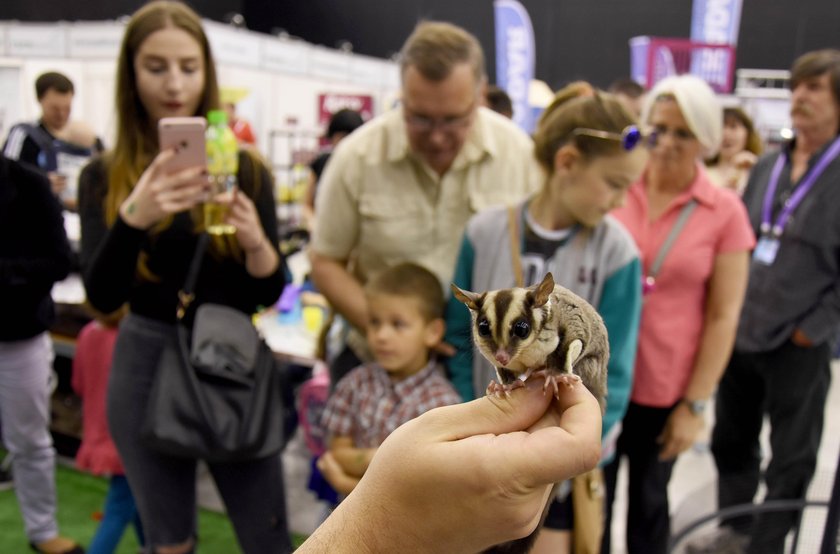 Największa zoowystawa w Międzynarodowym Centrum Kongresowym